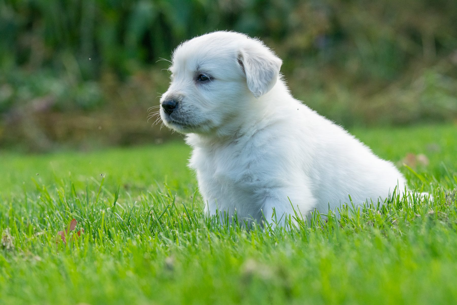 Golden Retriever pups bij Kennel van de Koeberg