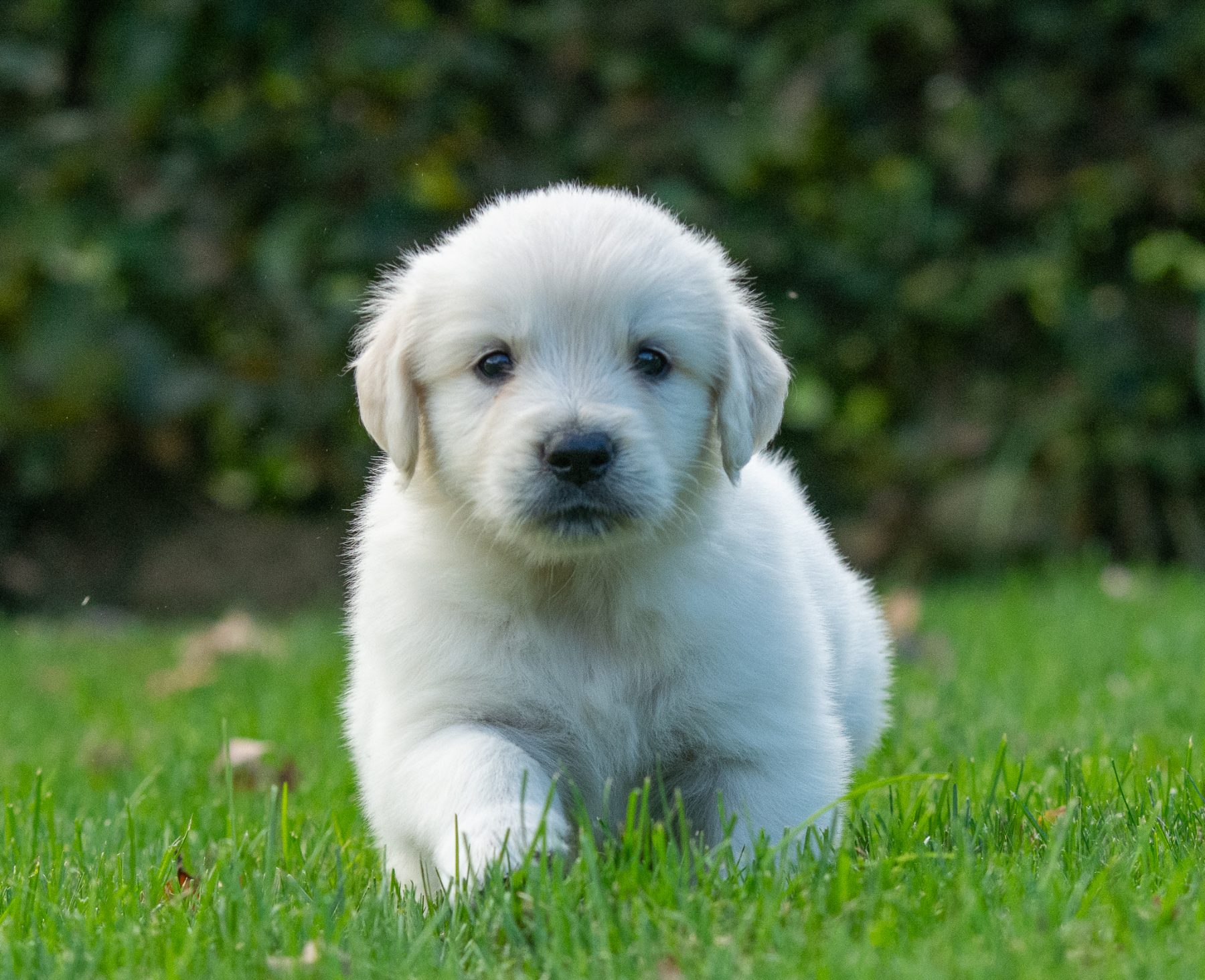 Golden Retriever pups bij Kennel van de Koeberg