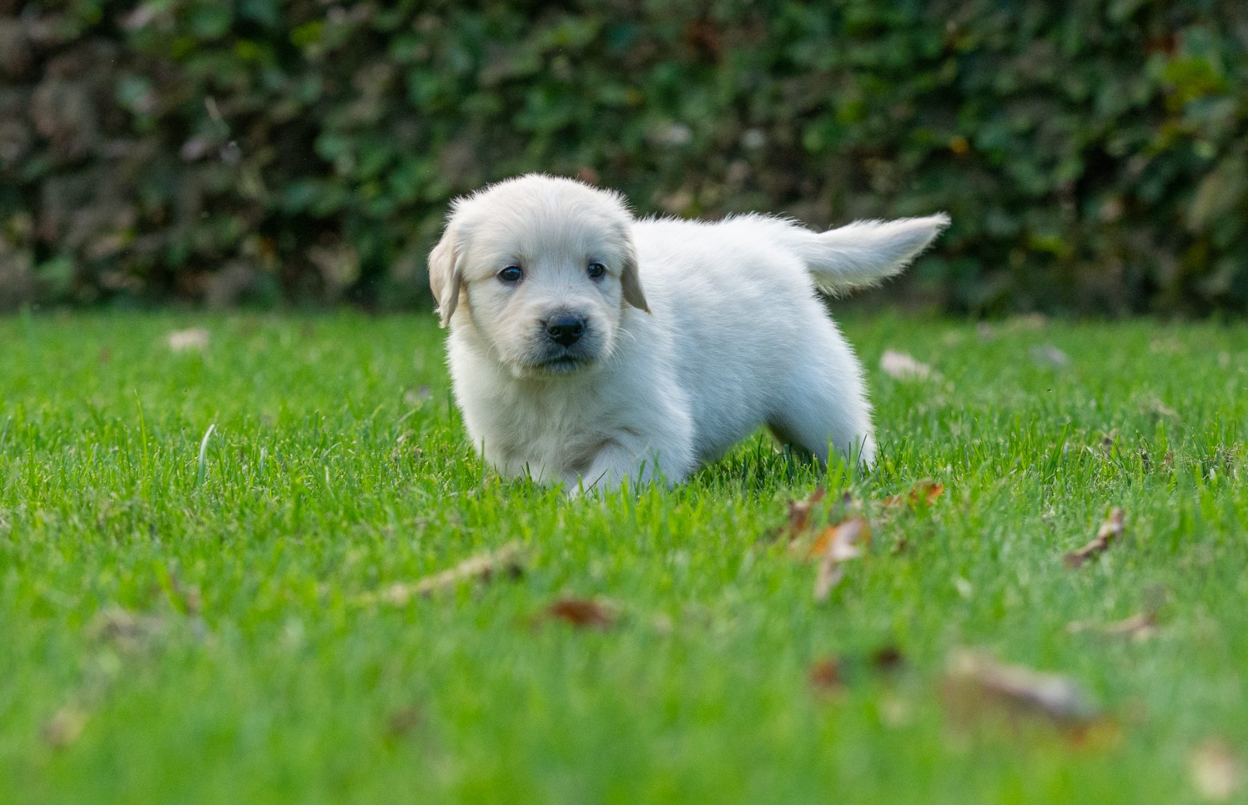 Golden Retriever pups bij Kennel van de Koeberg