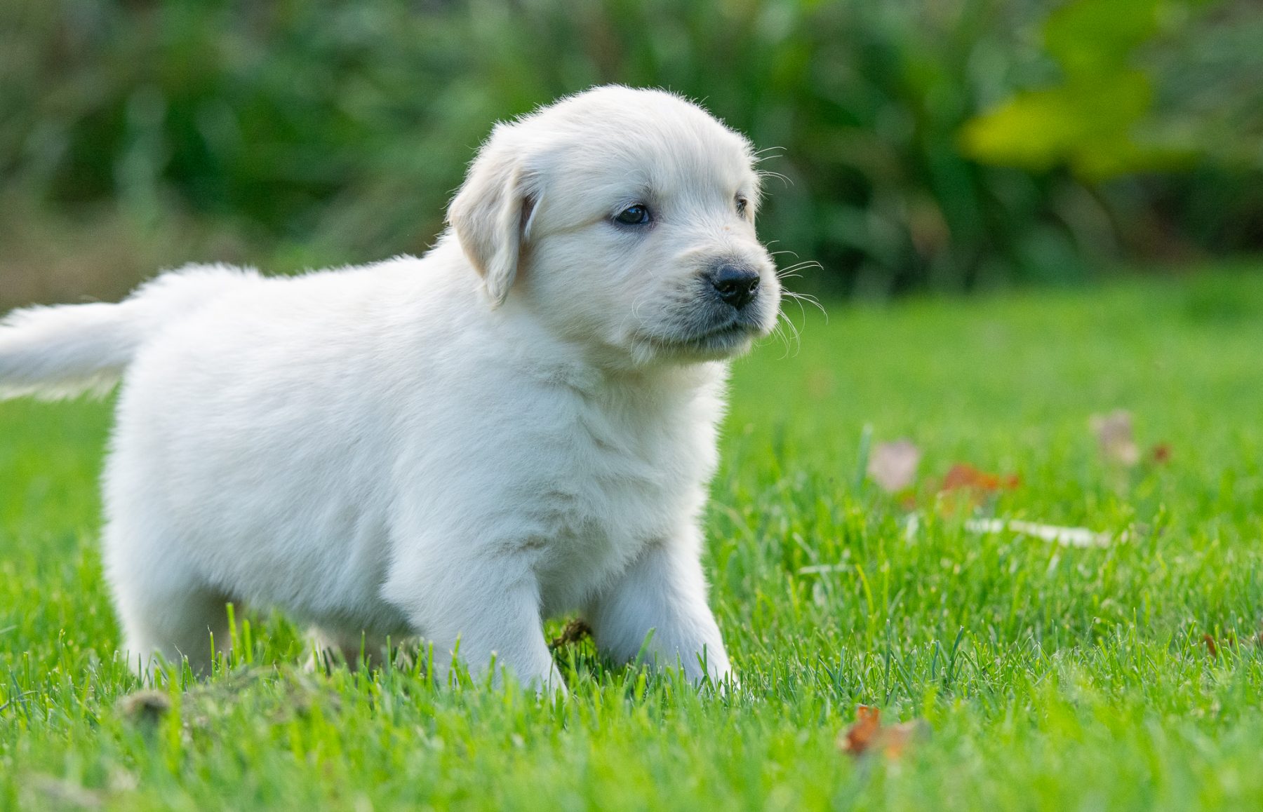 Golden Retriever pups bij Kennel van de Koeberg