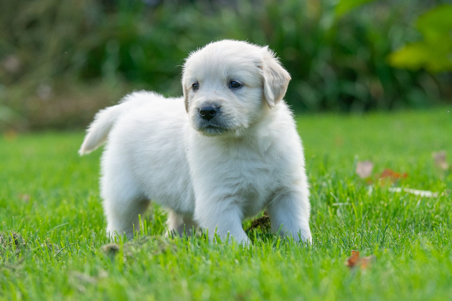 Golden Retriever pups bij Kennel van de Koeberg