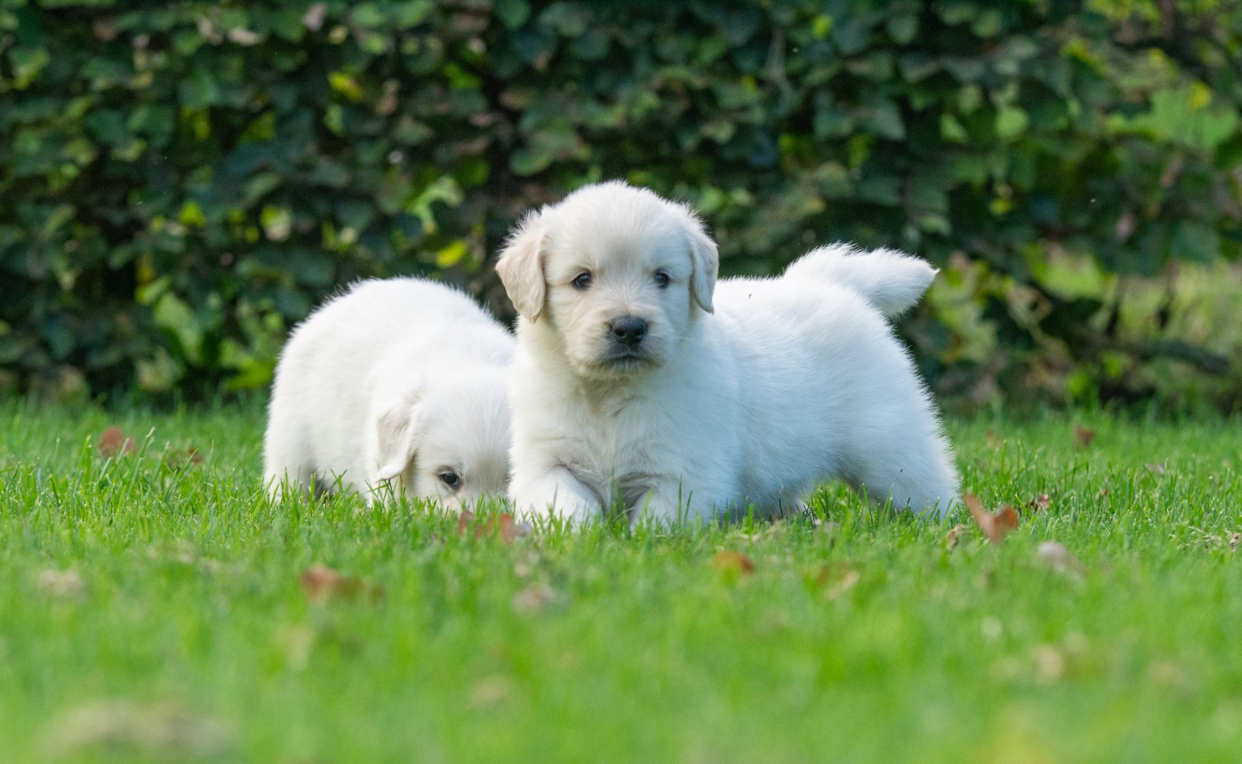 Golden Retriever pups bij Kennel van de Koeberg