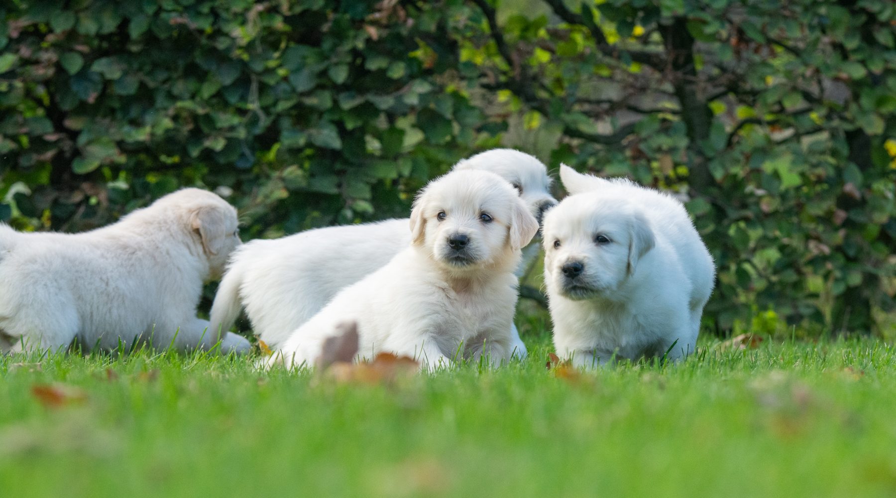 Golden Retriever pups bij Kennel van de Koeberg
