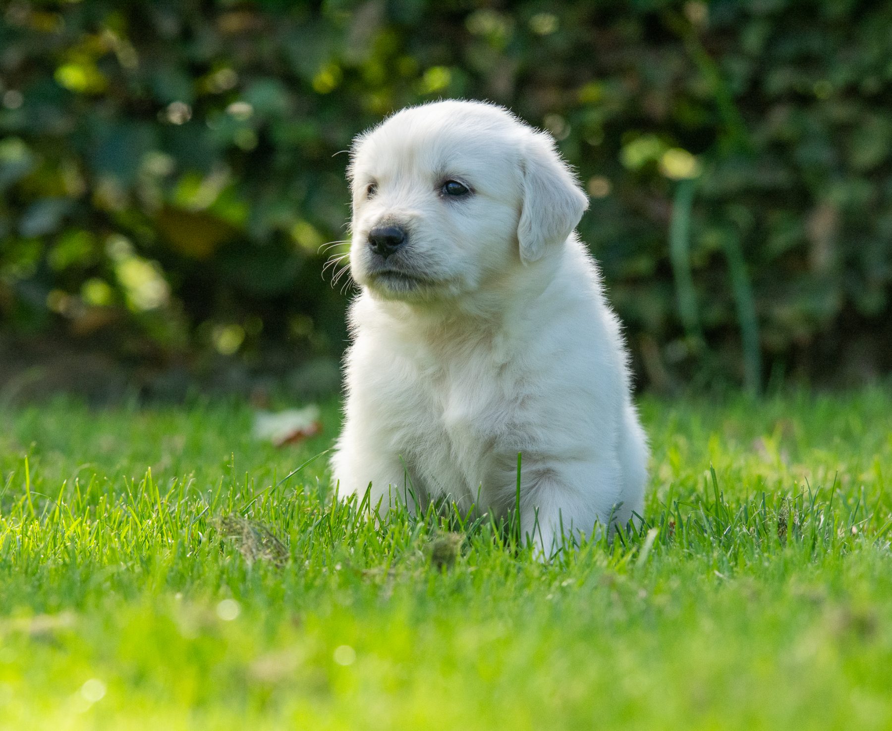 Golden Retriever pups bij Kennel van de Koeberg