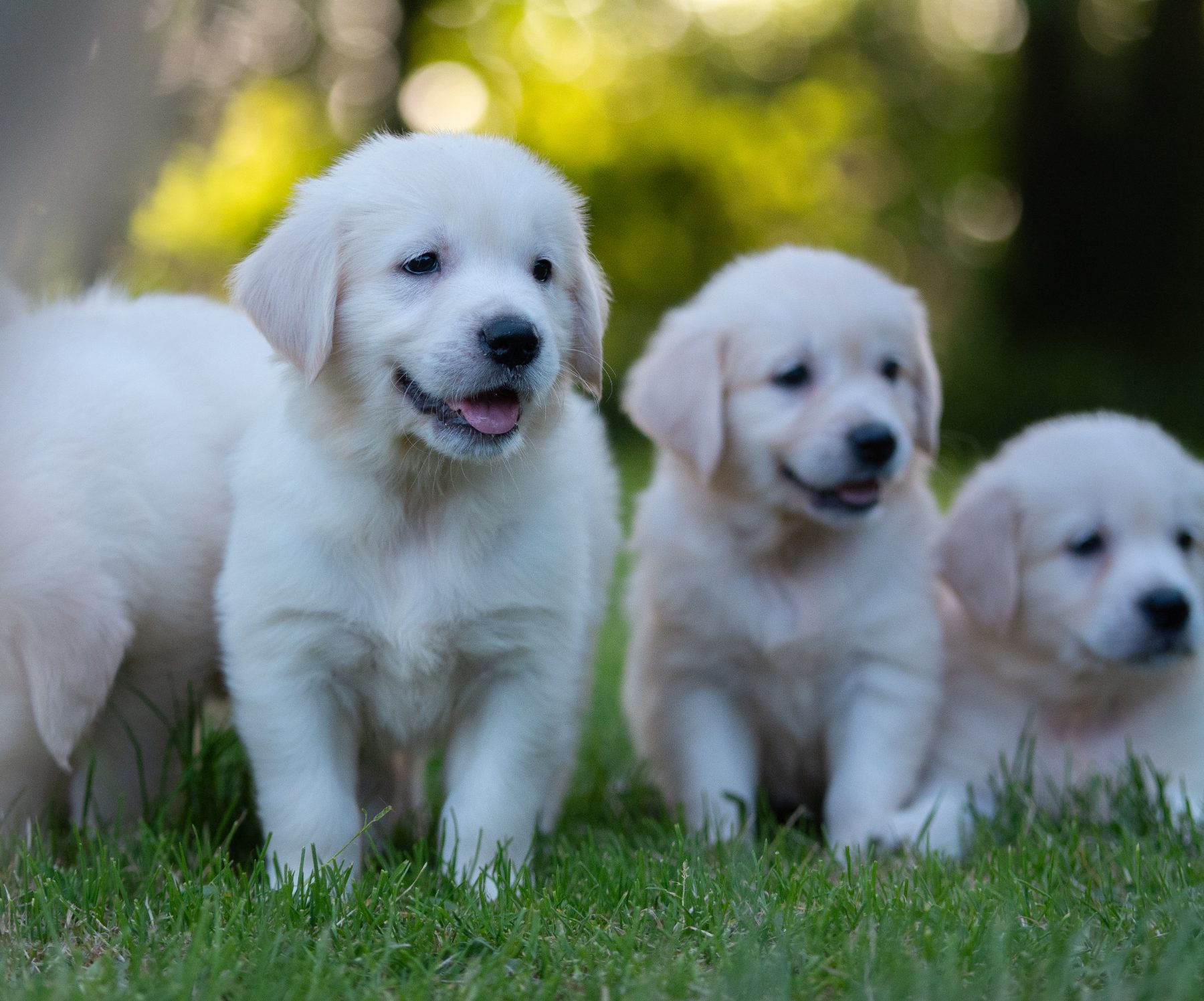 Pups van Kennel van de Koeberg