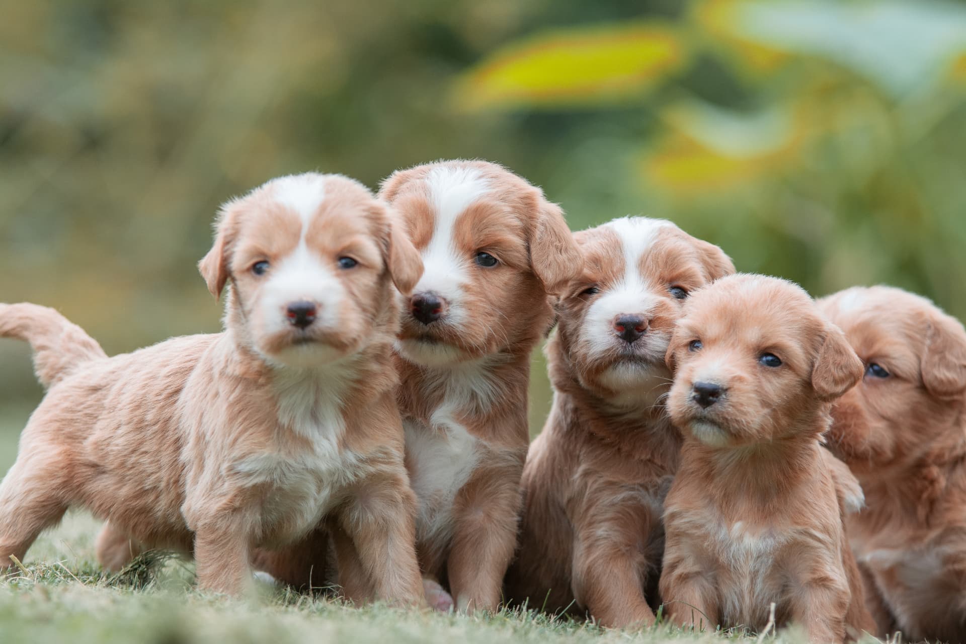 Medium Doodle pups bij Kennel van de Koeberg