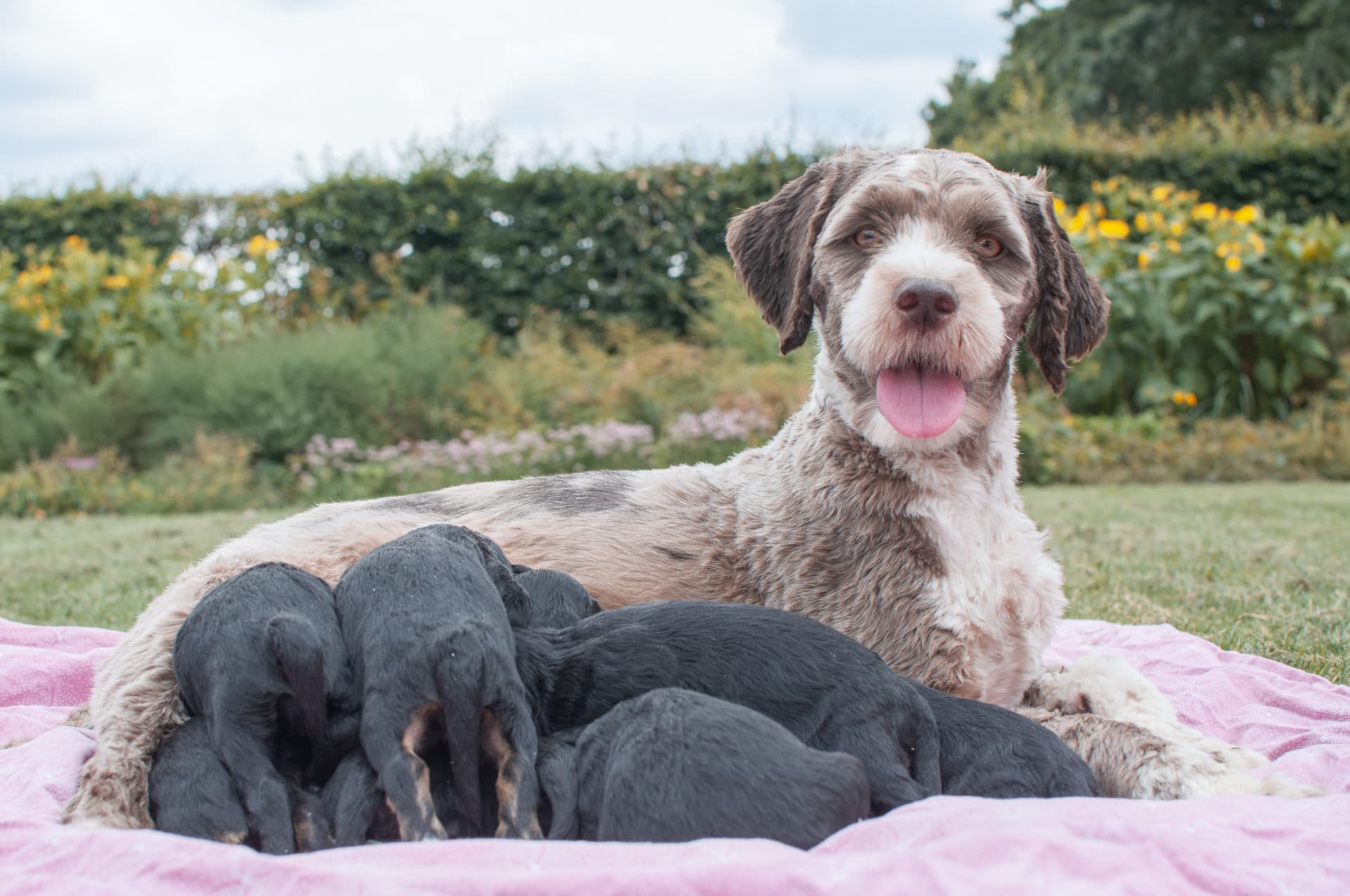 Tibepoo pups bij Kennel van de Koeberg