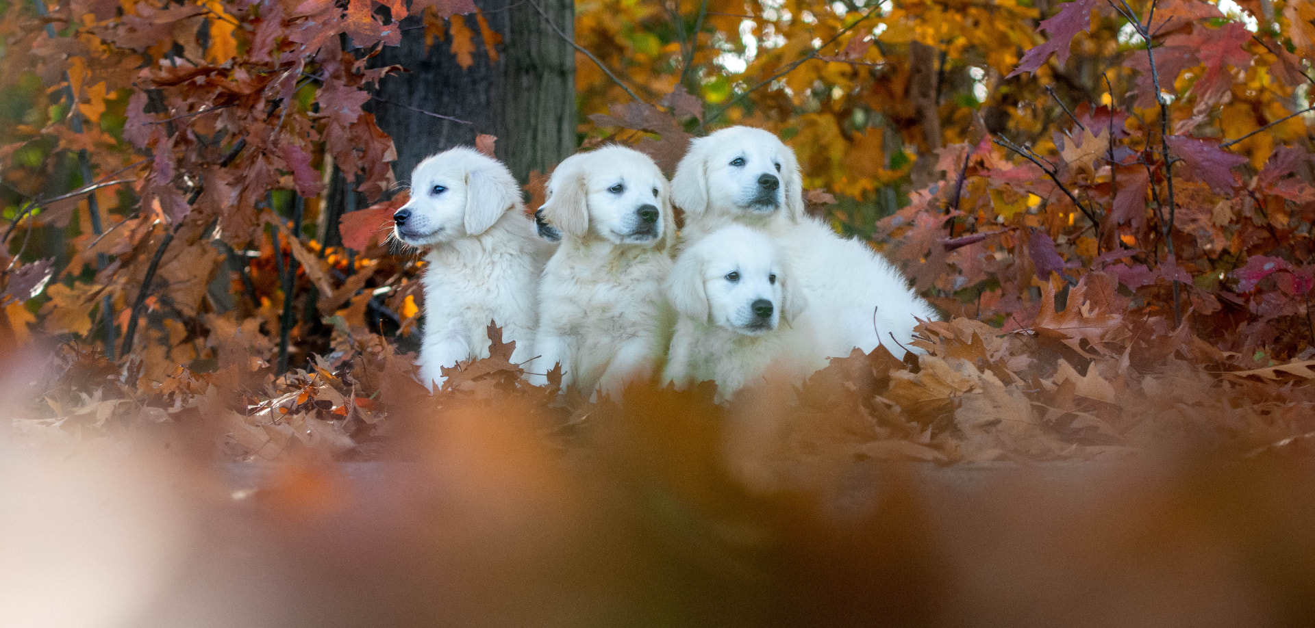 Golden Retriever pups bij Kennel van de Koeberg